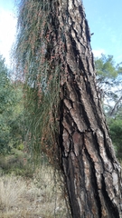 Ephedra foeminea