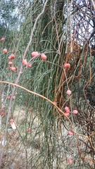 Ephedra foeminea