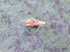 Phyllonorycter dubitella