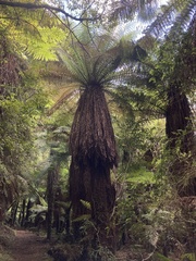 Dicksonia fibrosa