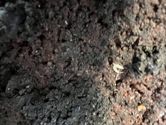 Symphyla