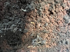 Symphyla