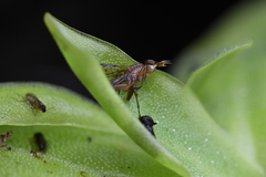 Pinguicula macroceras