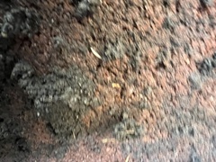 Symphyla