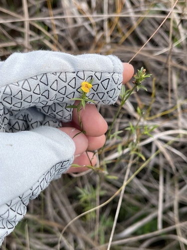 Stylosanthes calcicola observed 2022-12-19