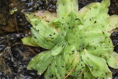Pinguicula macroceras