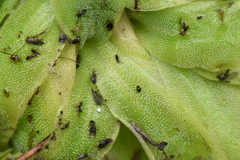Pinguicula macroceras
