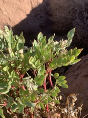 Astragalus iselyi