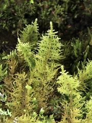 Thuidiopsis