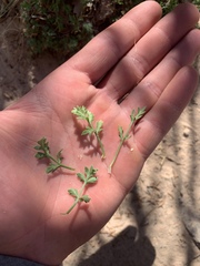 Oreoxis trotteri