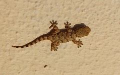 Tarentola mauritanica