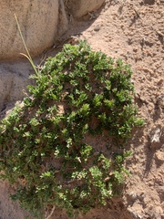 Oreoxis trotteri