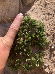 Oreoxis trotteri