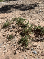 Oreoxis trotteri