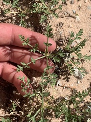 Oreoxis trotteri