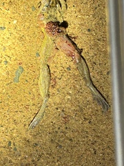Ptychadena oxyrhynchus