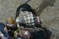 Crassilabrum crassilabrum