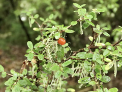 Coprosma colensoi