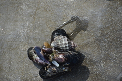 Crassilabrum crassilabrum