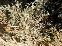 Seirophora stenophylla