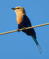Coracias cyanogaster