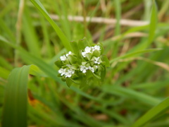 Valerianella