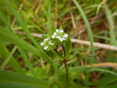 Valerianella