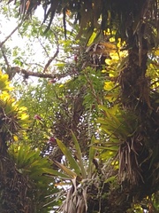 Selenicereus anthonyanus