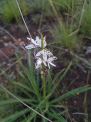 Chlorophytum cooperi