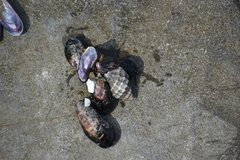 Crassilabrum crassilabrum