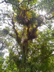 Selenicereus anthonyanus