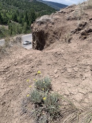 Eriogonum brevicaule laxifolium
