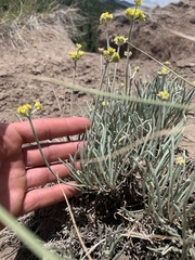 Eriogonum brevicaule laxifolium
