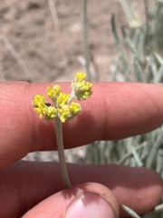 Eriogonum brevicaule laxifolium