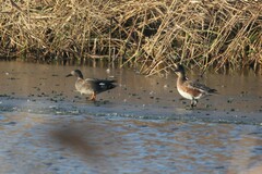 Mareca strepera strepera