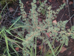 Asparagus suaveolens