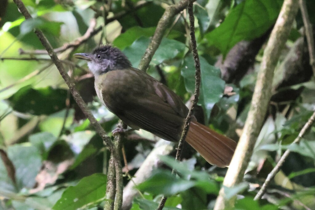 White-throated Greenbul (Phyllastrephus albigularis) photo