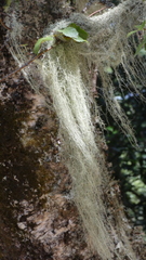 Usnea barbata
