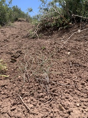 Astragalus convallarius