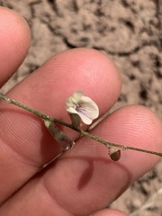 Astragalus convallarius