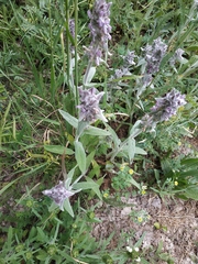 Stachys cretica