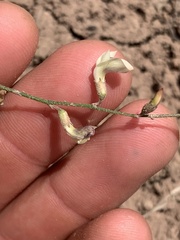 Astragalus convallarius