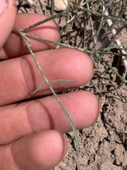 Astragalus convallarius