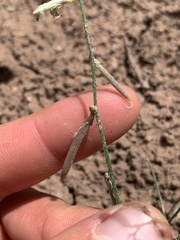 Astragalus convallarius