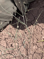 Astragalus convallarius