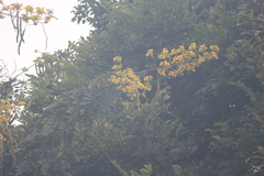 Cassiinae