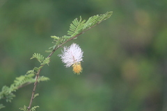 Dichrostachys cinerea
