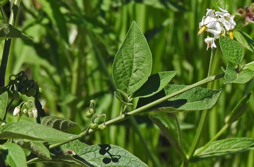 Solanum aloysiifolium, photograph 6