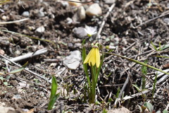 Fritillaria pudica
