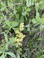 Baptisia bracteata